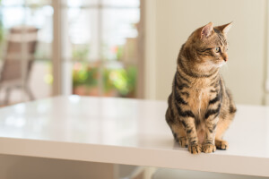 猫の健康状態について