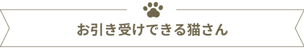 お引受けできる猫さん